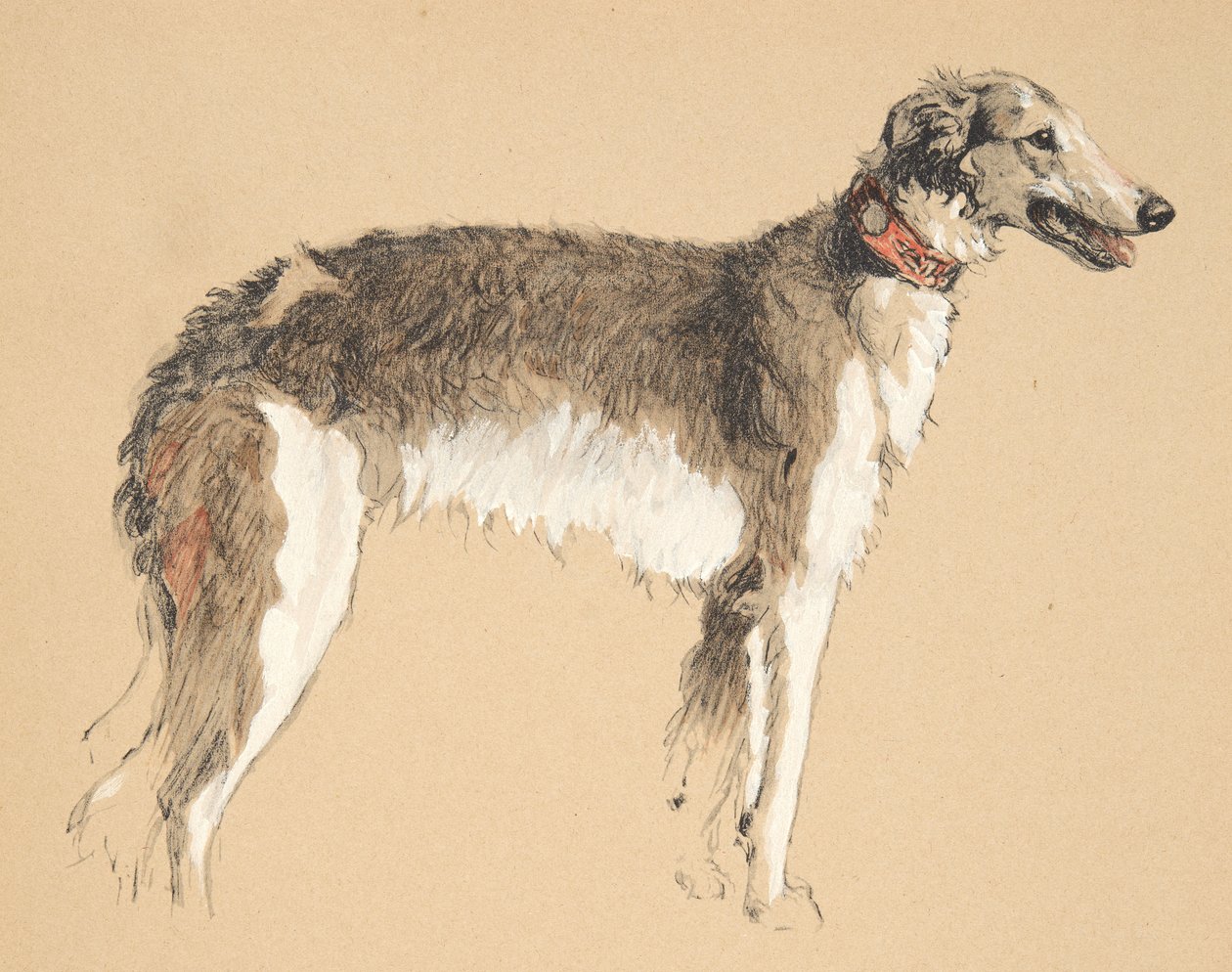 Borzoi, 1930, Sadece Arkadaşlar Arasında için kullanılan Eskiz Kitabından Çizimler, daha sonra Eyre ve Spottiswoode Limited tarafından yayınlandı, 1934 (kağıt üzerinde tebeşir ve karakalem) by Cecil Charles Windsor Aldin