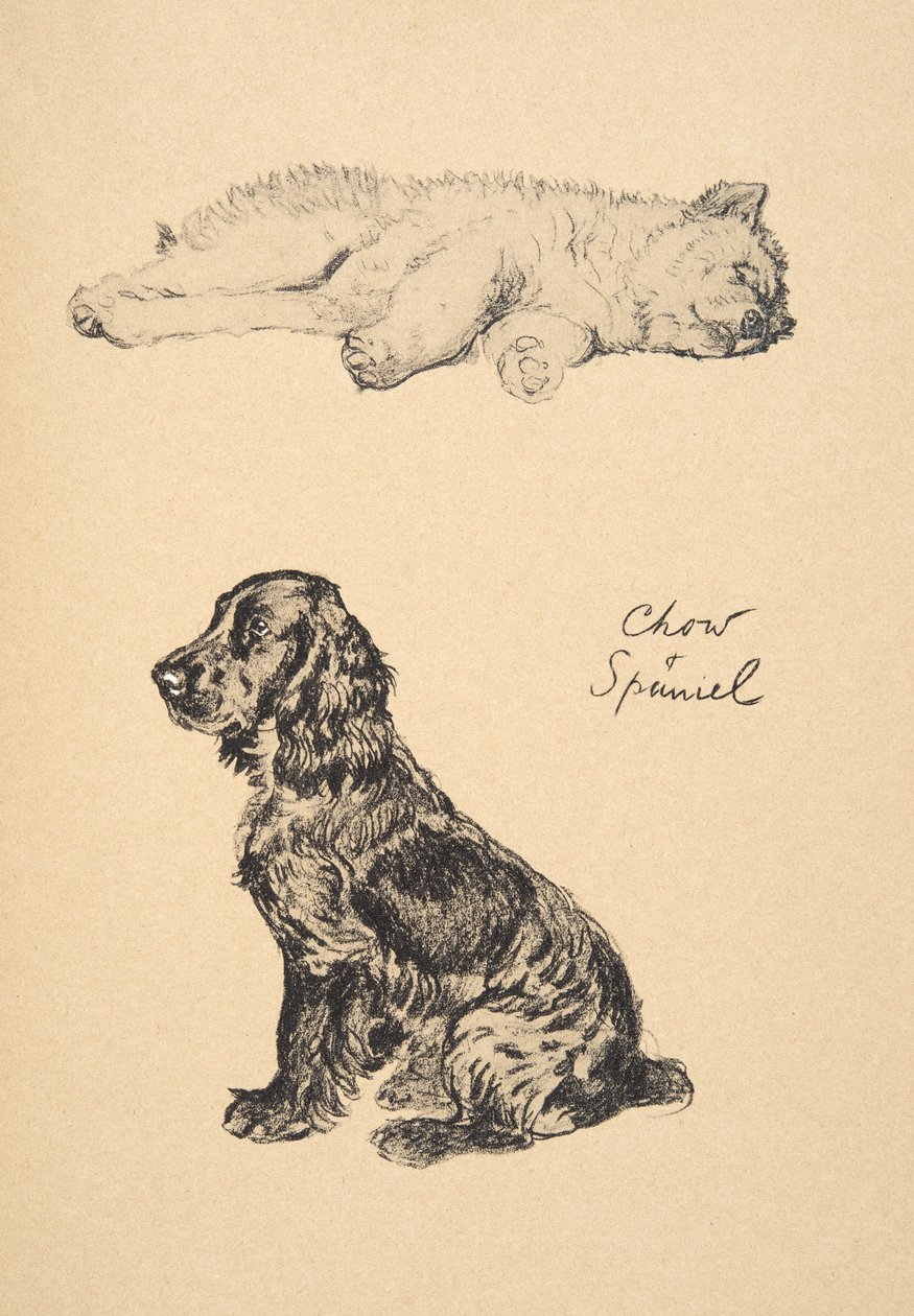 Chow ve Spaniel, 1930, 'Sadece Arkadaşlar Arasında' için kullanılan Eskiz Kitabından Çizimler, Aldin, Cecil Charles Windsor (1870-1935), daha sonra Eyre ve Spottiswoode Limited tarafından yayınlandı, 1934, Chalk ve Ch by Cecil Charles Windsor Aldin
