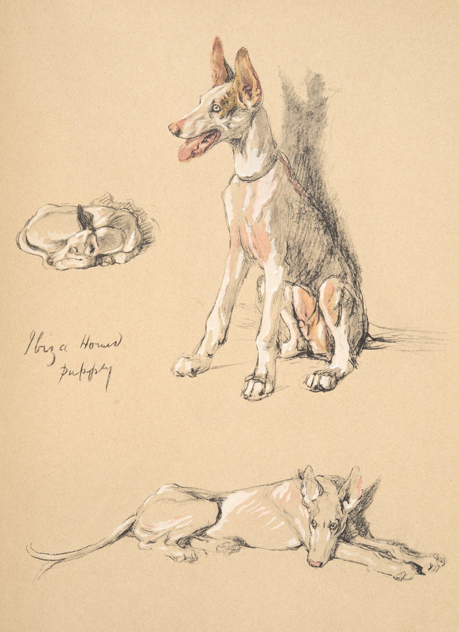Ibiza Hound Puppy , 1930, Sadece Friends, Aldin, Cecil Charles Windsor (1870-1935) için kullanılan Sketch Book