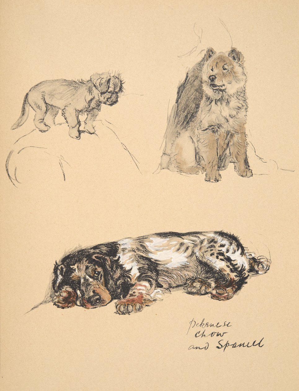 Pekinese, Chow ve Spaniel, 1930, Sadece Arkadaşlar Arasında, Aldin, Cecil Charles Windsor (1870-1935) için kullanılan Eskiz Kitabından Çizimler, daha sonra Eyre ve Spottiswoode Limited tarafından yayımlandı, 1934, Chal by Cecil Charles Windsor Aldin