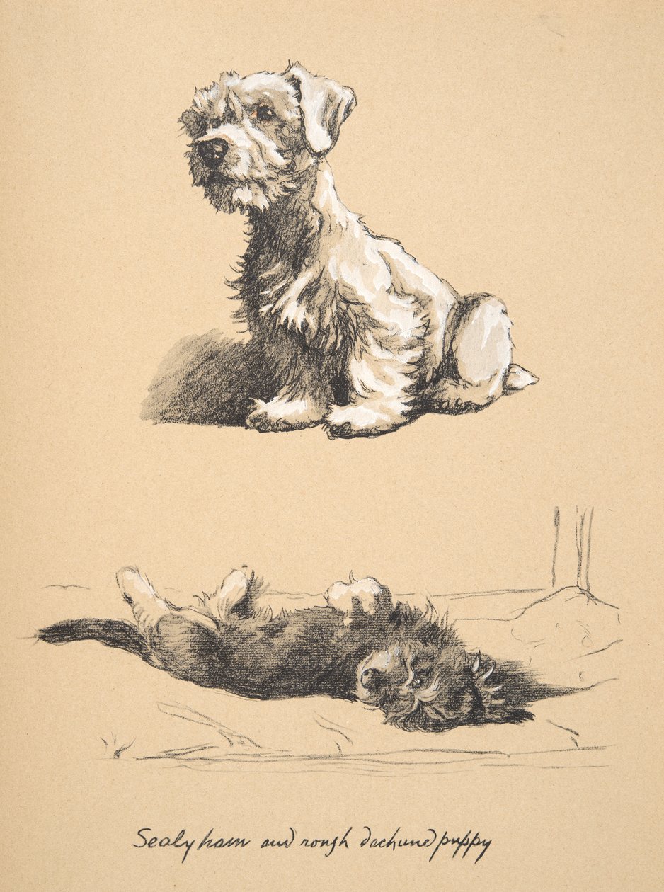 Sealyham ve Rough Dachshund Puppy, 1930, Sadece Arkadaşlar Arasında için kullanılan Eskiz Kitabından Çizimler, daha sonra Eyre ve Spottiswoode Limited tarafından yayınlandı, 1934 (kağıt üzerinde tebeşir ve karakalem) by Cecil Charles Windsor Aldin