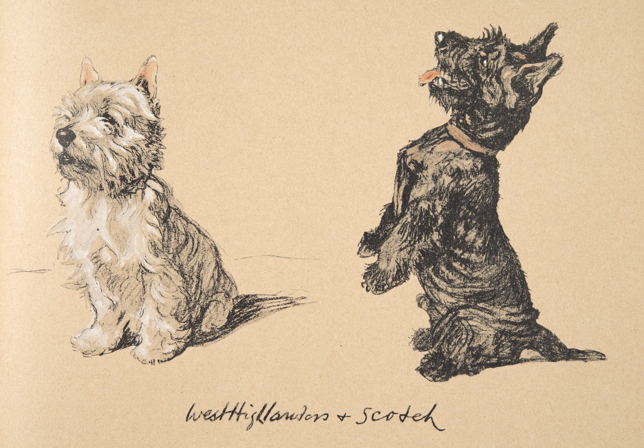 West Highlander ve Scotch, 1930, 