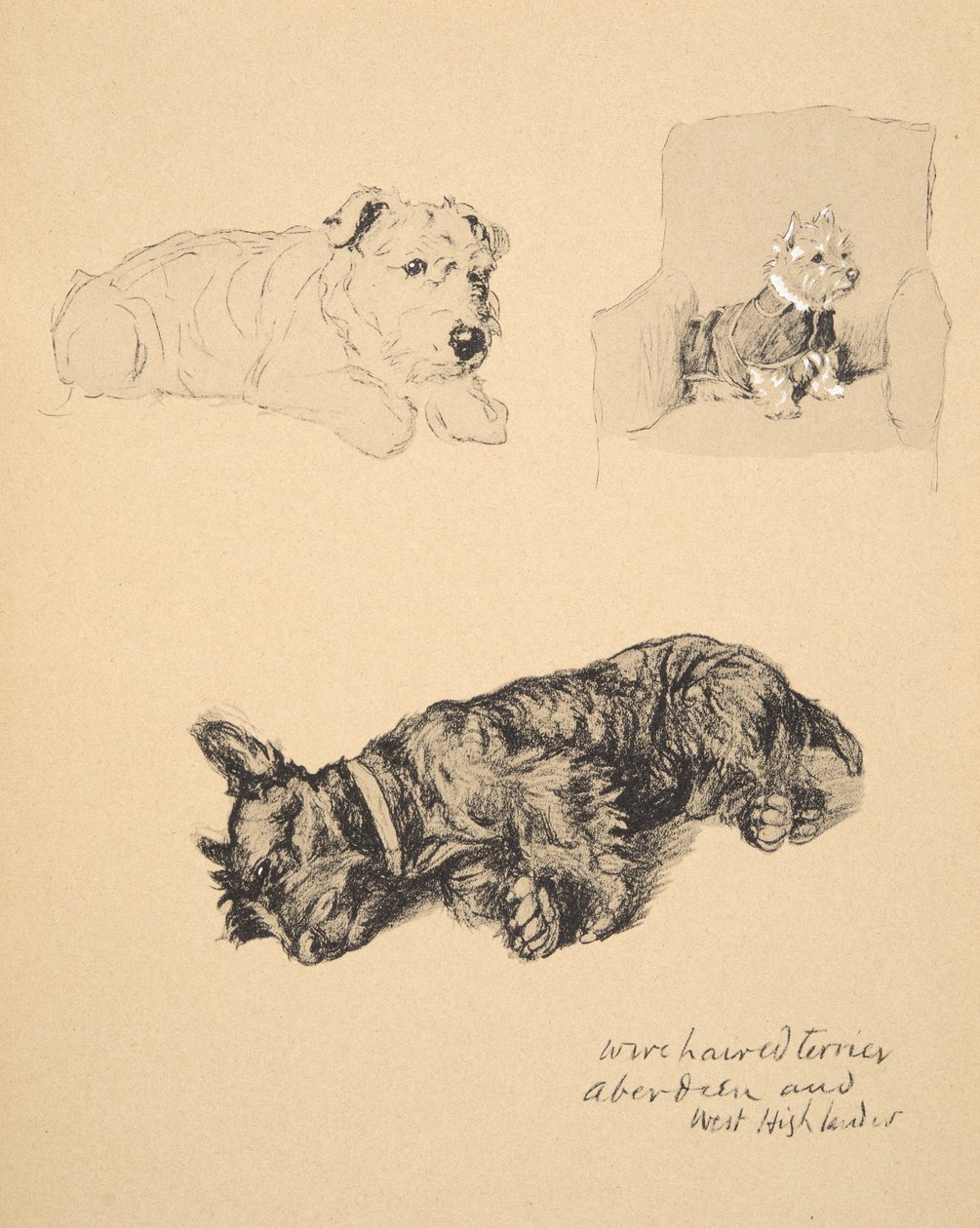 Wire-Haired Terrier, Aberdeen ve West Highlander, 1930, Sadece Friends, Aldin, Cecil Charles Windsor (1870-1935) için kullanılan Sketch Book