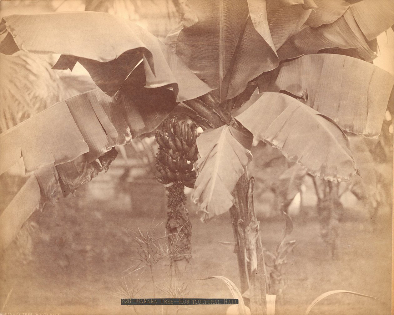 Muz Ağacı, Bahçe Bitkileri Salonu, Centennial Sergisi, Philadelphia by Centennial Photographic Co.