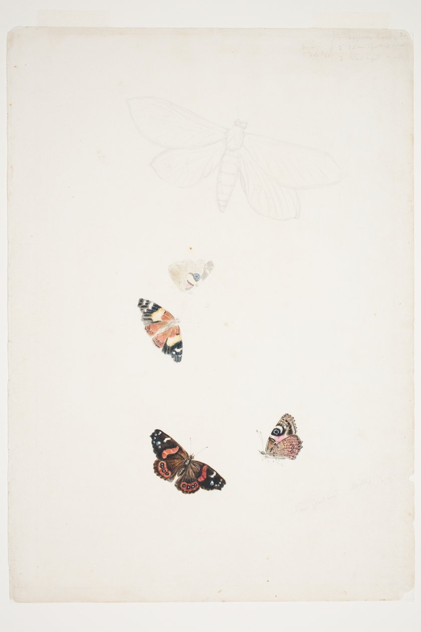 Yeni Zelanda Güveleri by Charles Heaphy