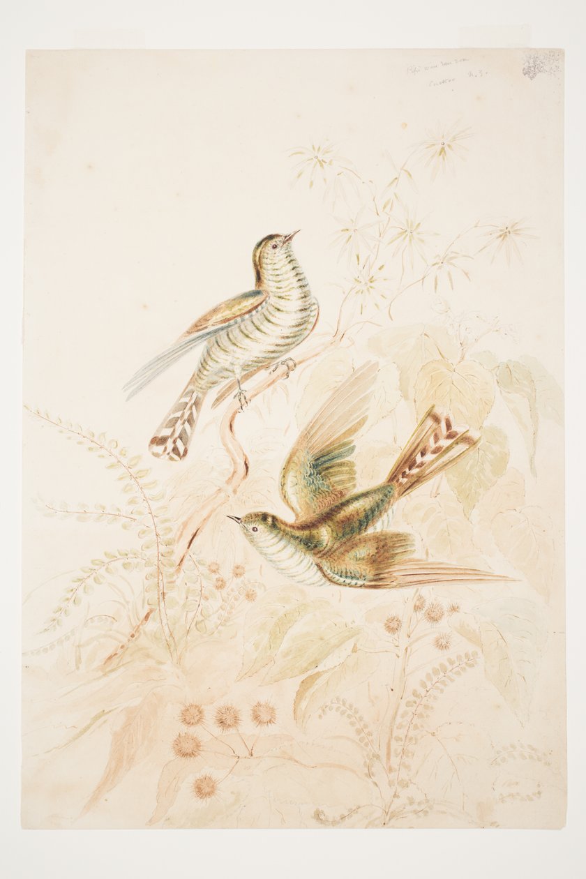 Uzun yapraklı Pipi (Pipiwharauroa) Cuckoo N.Z. by Charles Heaphy