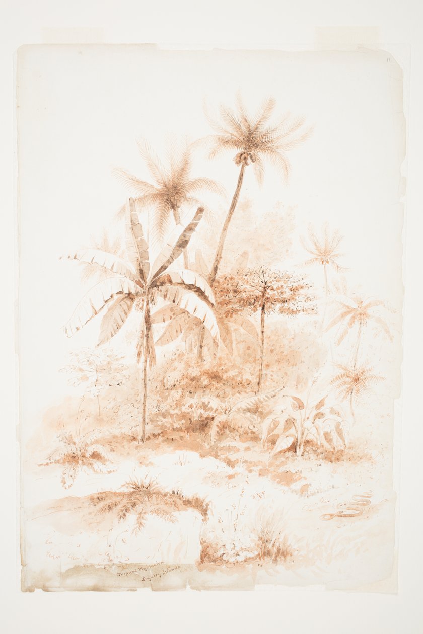 Tropikal Bitki Örtüsü, Sadakat Adaları by Charles Heaphy