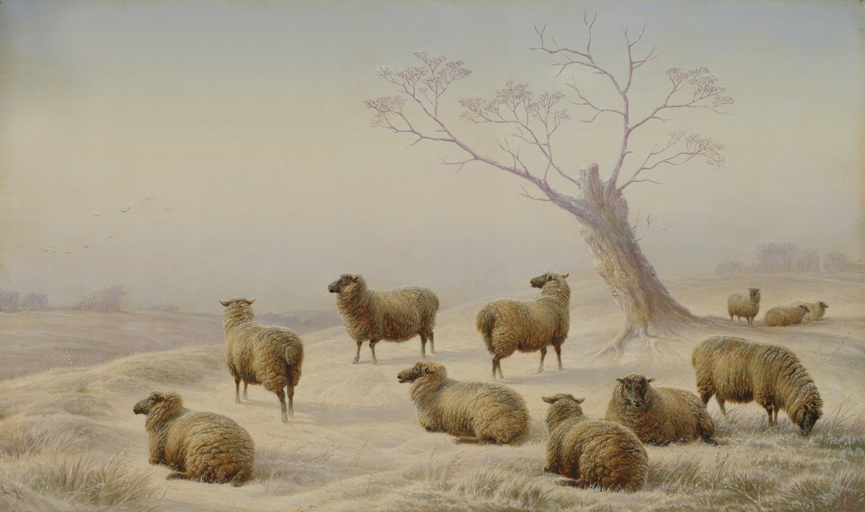 Karda Koyun, 1880 by Charles Jones