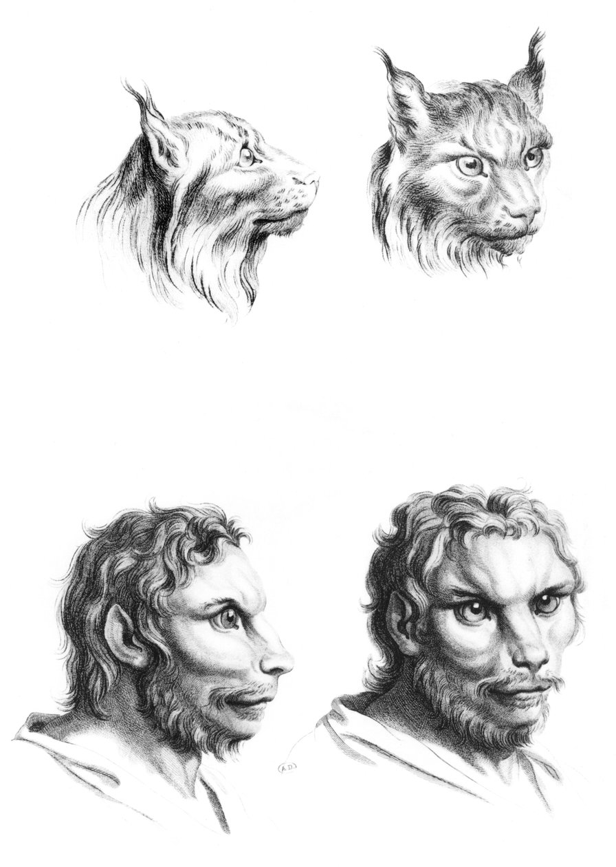 Bir vaşak ve bir adamın başları arasındaki benzerlikler, Le Brun tarafından 