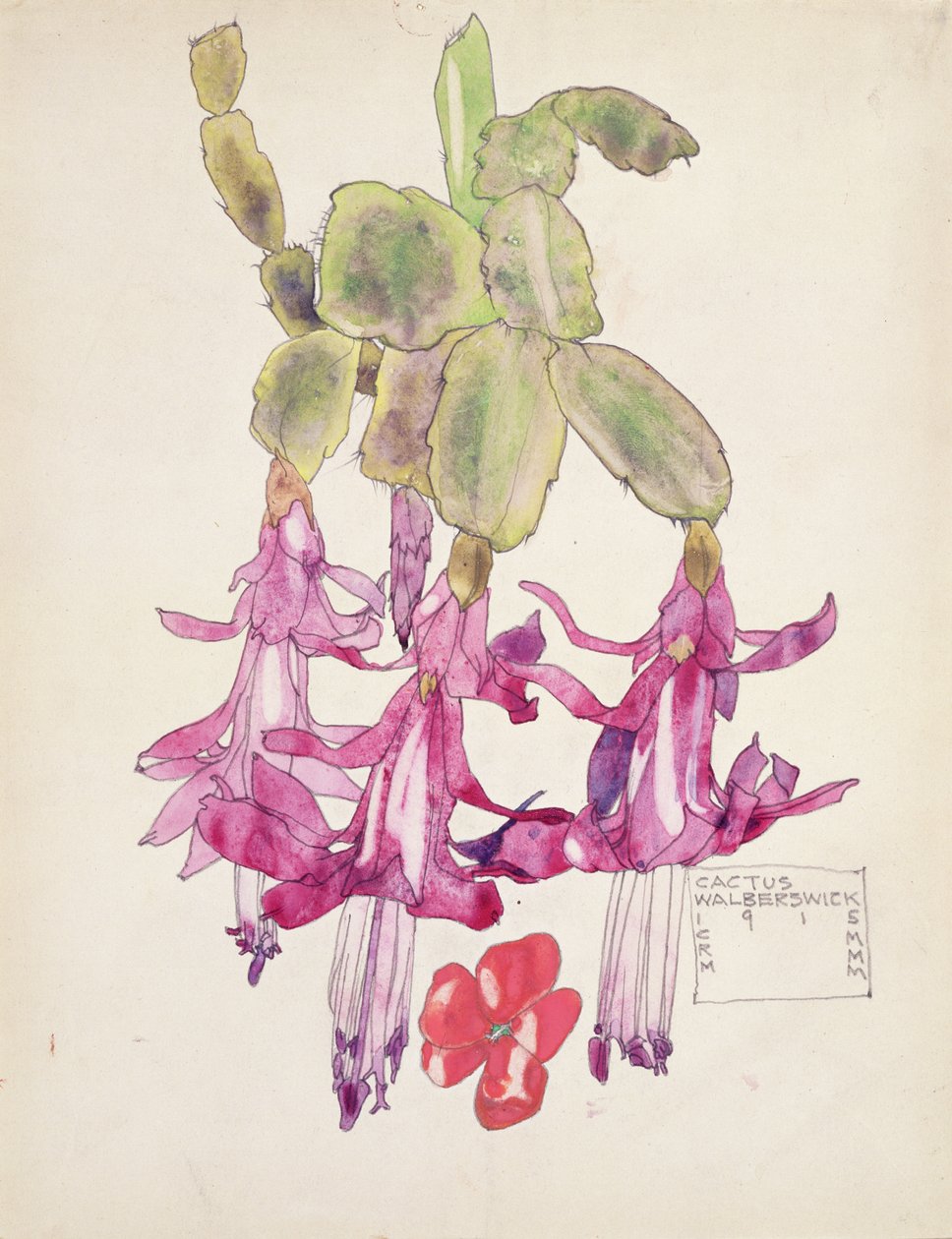 kaktüs çiçeği by Charles Rennie Mackintosh