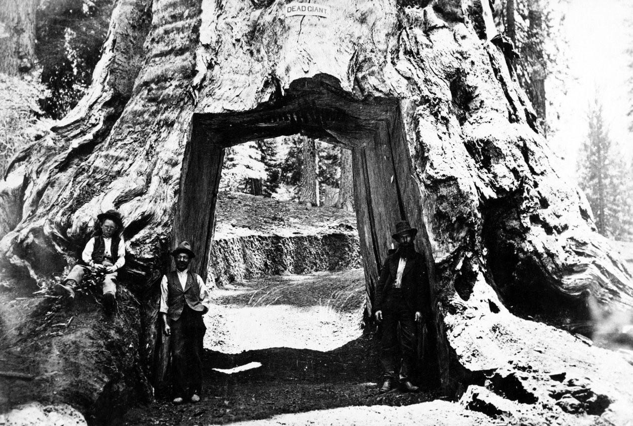 Wawona Ağacı, 1890 dolayları by Charles Roscoe Savage