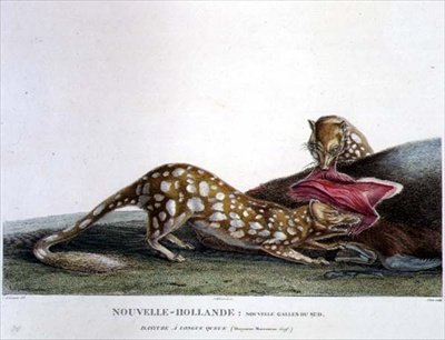 Dasyurus Macrourus, Uzun Kuyruklu Dasyure, New South Wales, New Holland, 