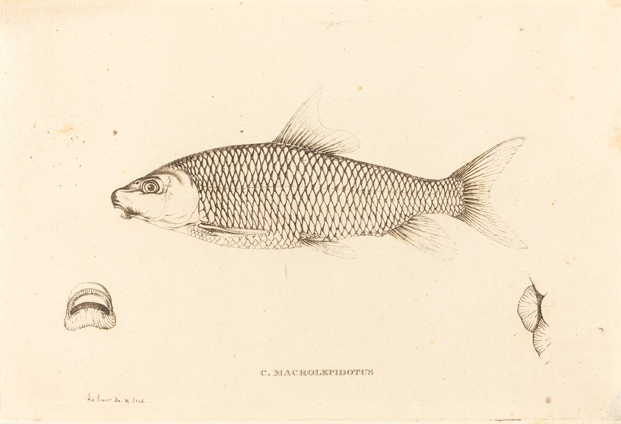 C. Makrolepidot by Charles Alexandre Lesueur
