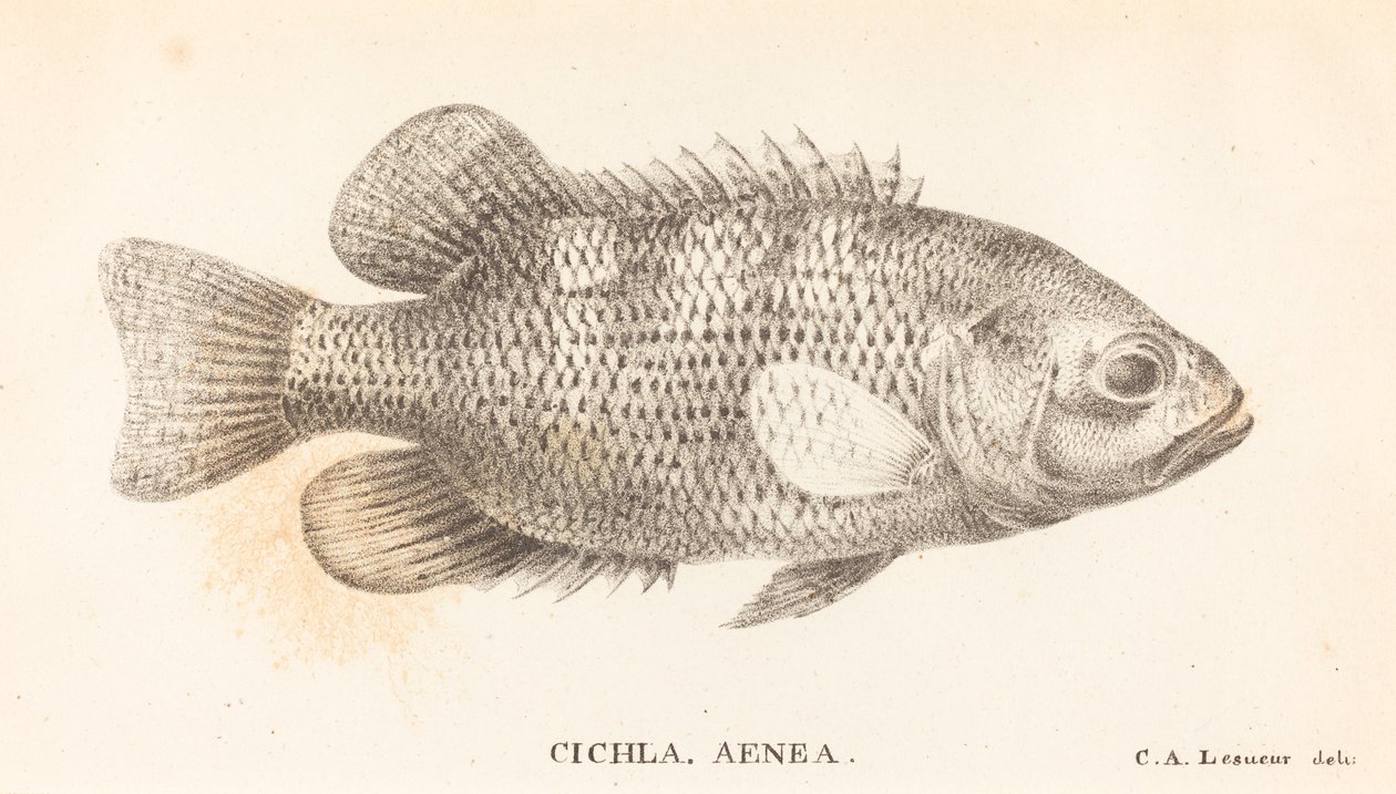 Çiçla, Aeneas by Charles Alexandre Lesueur