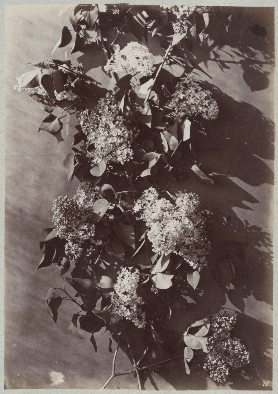 Dallarla çiçek çalışması by Charles Aubry (manner of)