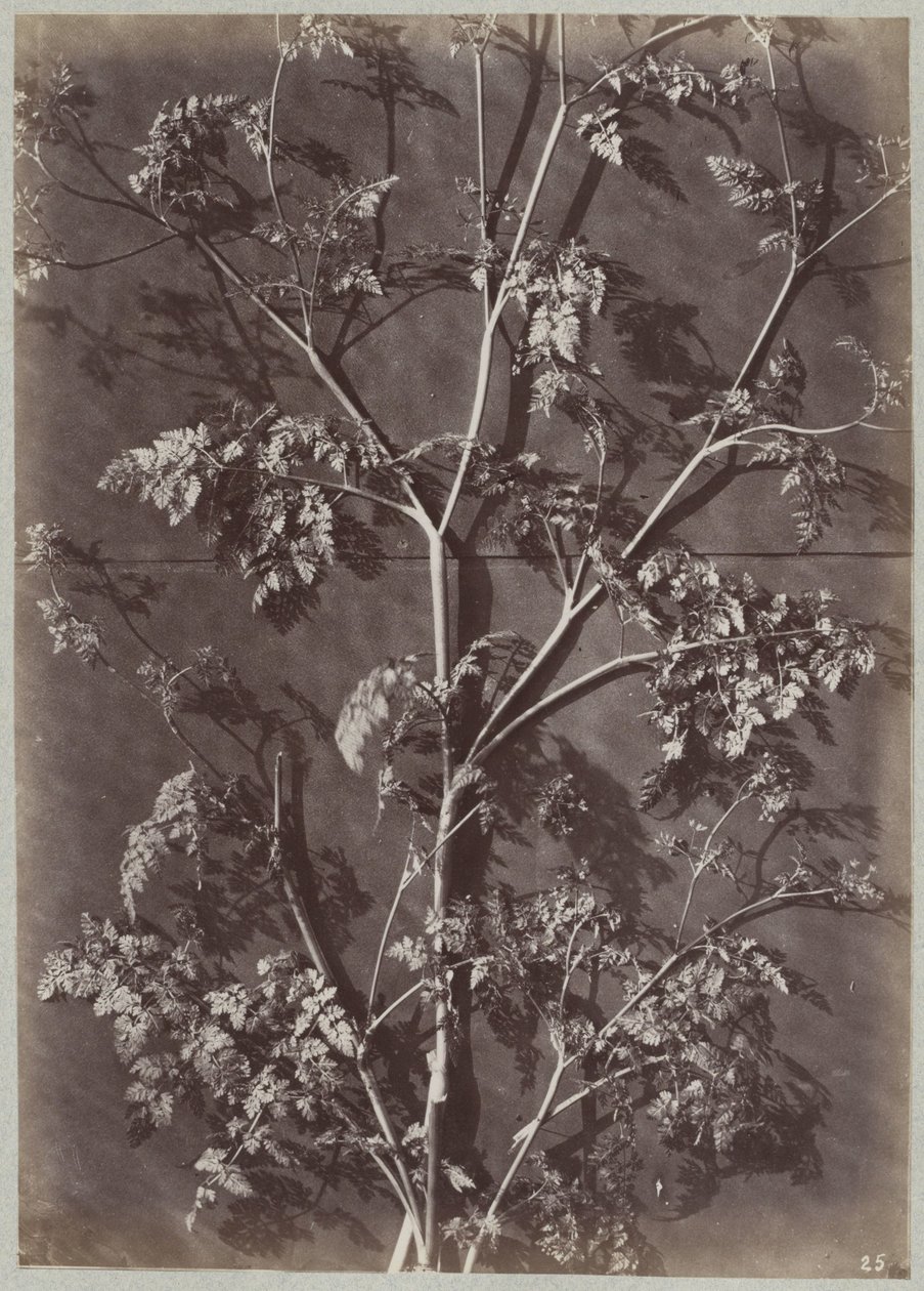 Şubelerle çalışma by Charles Aubry (manner of)