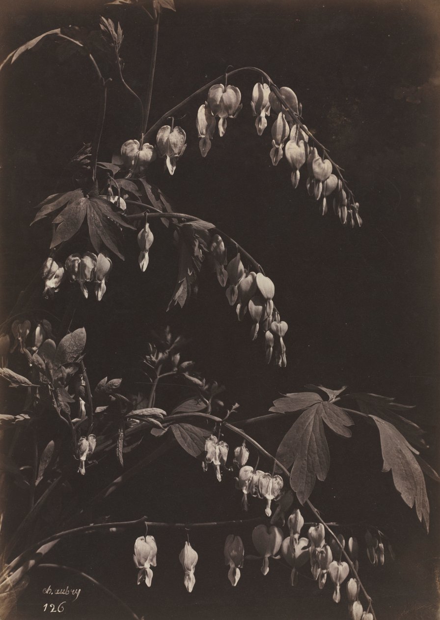 Çiçekli Natürmort Kanayan Kalpler, c. 1865. by Charles Aubry