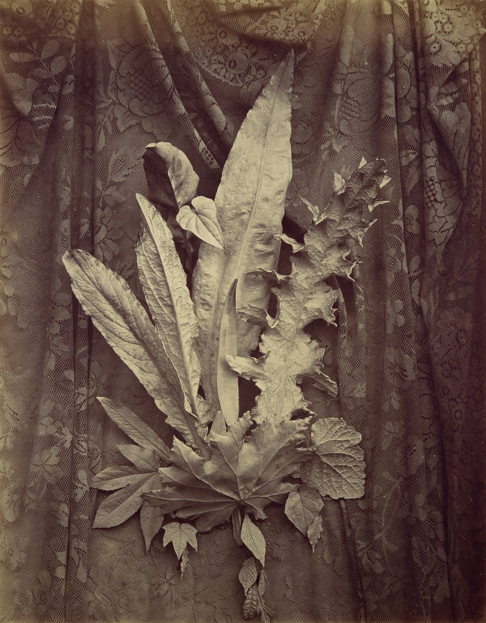 [Çiçekli Dantelin Arka Planında Yaprakların İncelenmesi], 1864. by Charles Aubry