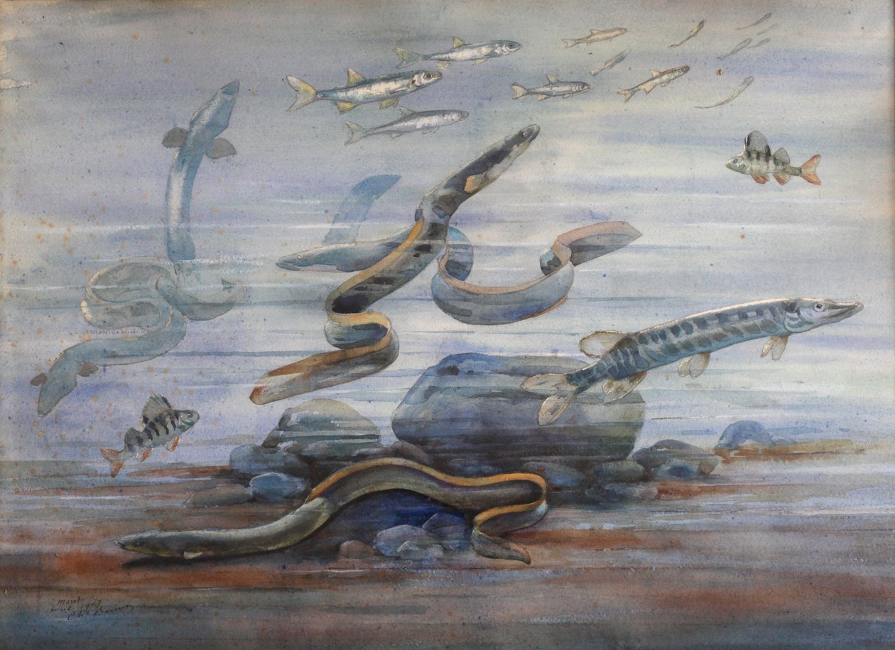 Deniz Balığı, c.1907 (suluboya) by Charles Bernier