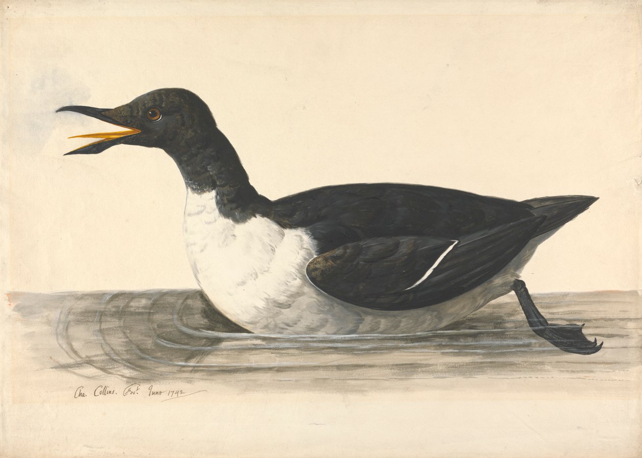 Guillemot'a, Haziran 1742 by Charles Collins
