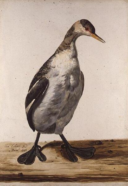 The Greater Loon (kağıt üzerine sulu boya) by Charles Collins