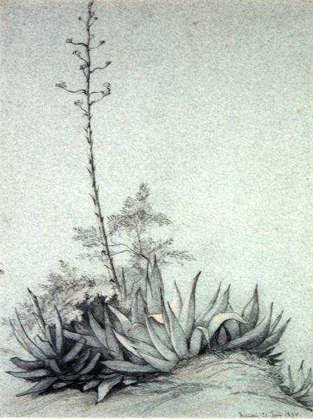 çiçekli Yuka by Charles Damour