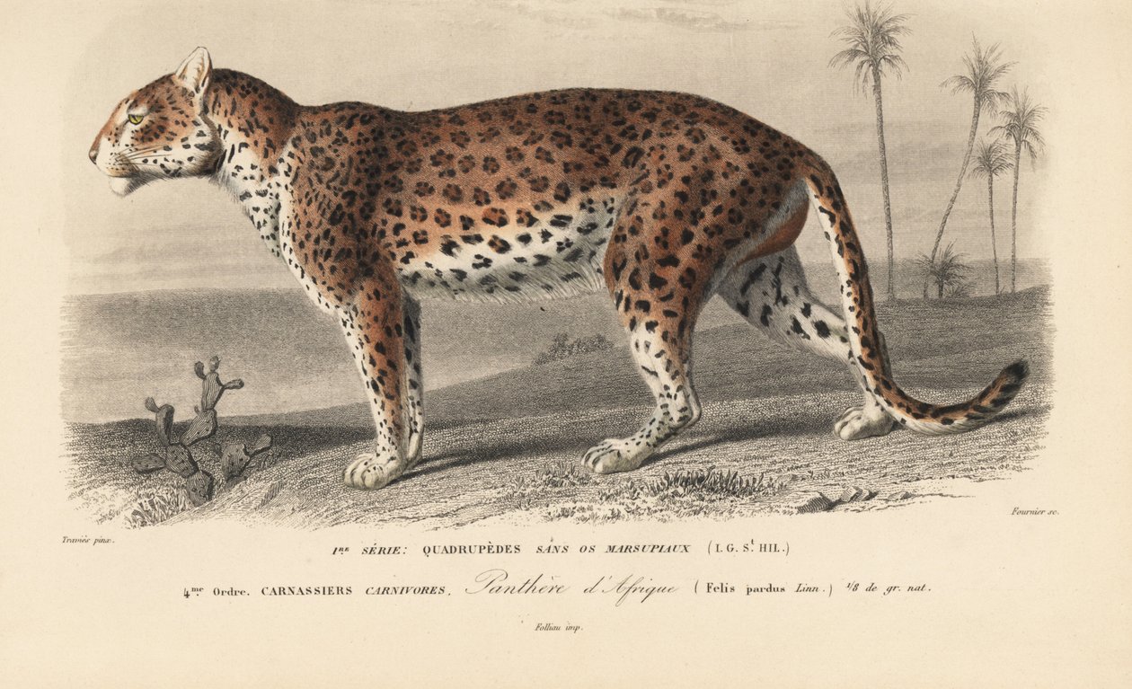 Leopar, Bay Charles D
