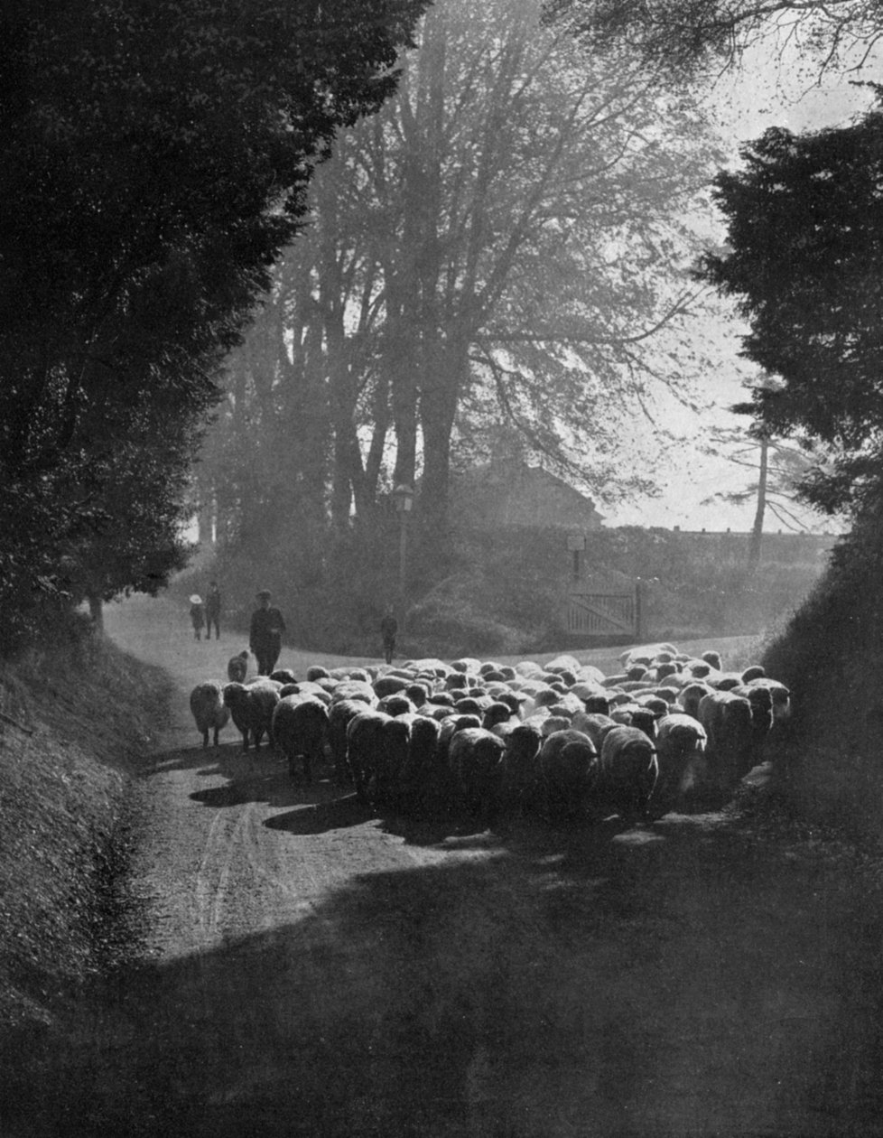 Wilton Koyun Fuarı yolunda koyunlar, Wilton, Wiltshire, 1924-1926 by Charles E. Brown