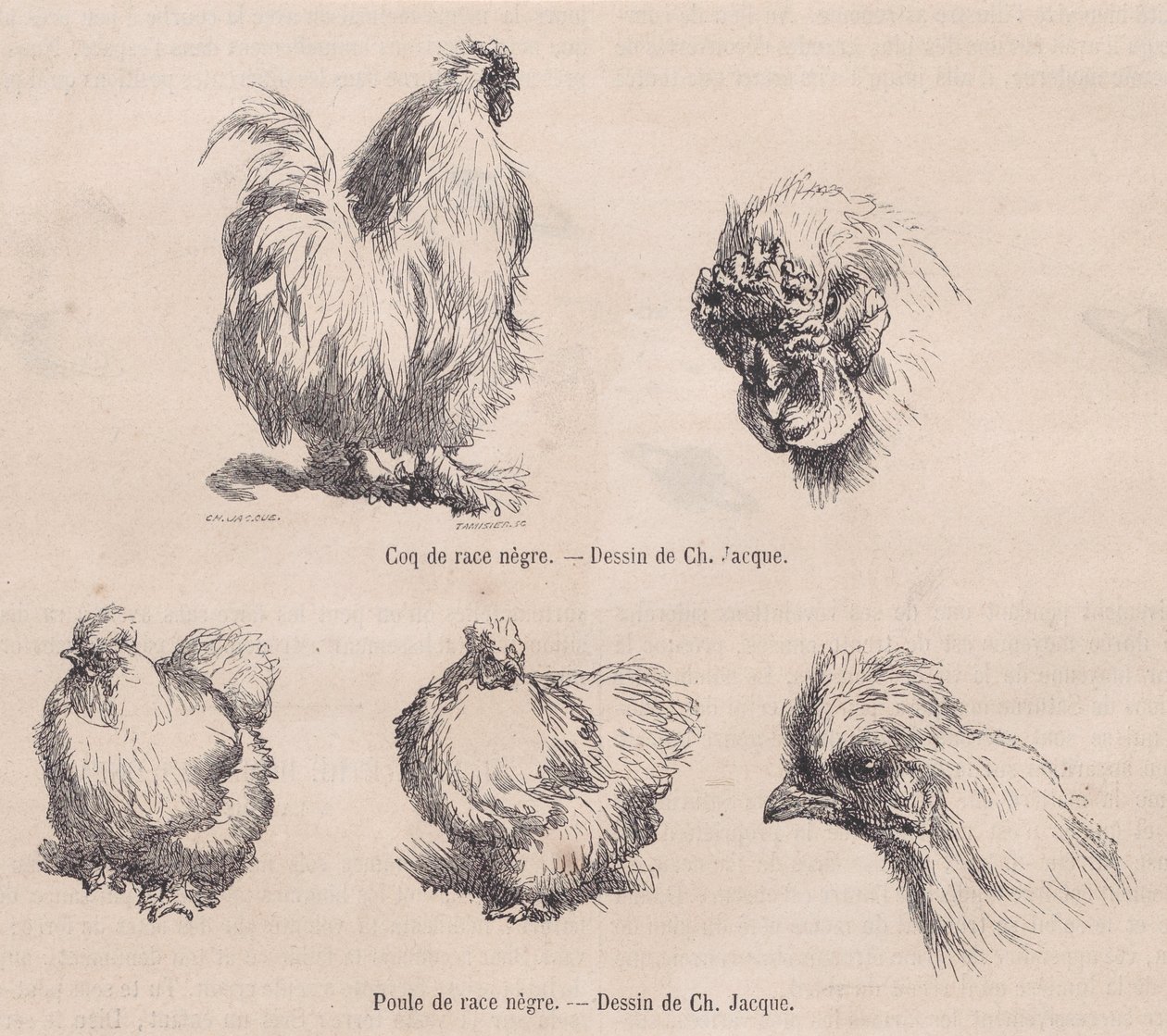 Silkie Cockerel ve Silkie Hen, Le Magasin Pittoresque
