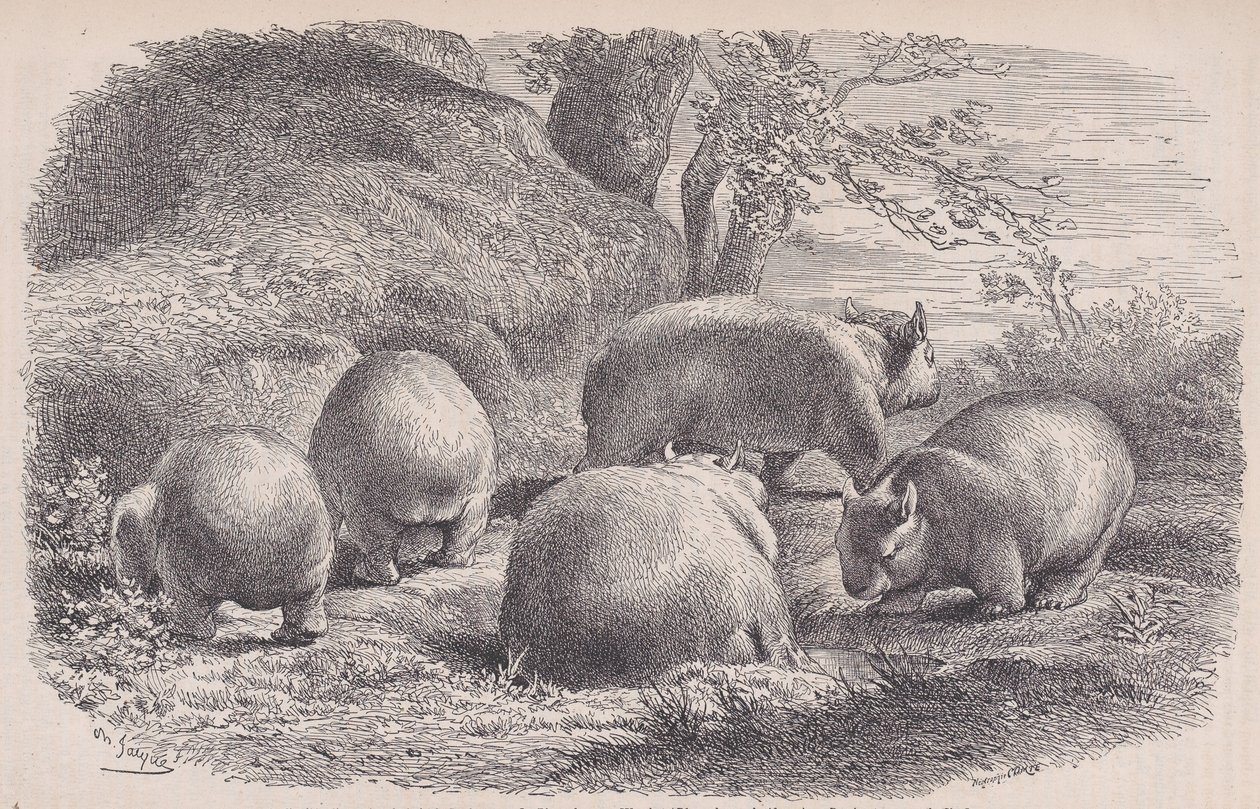 Wombat, Le Magasin Pittoresque