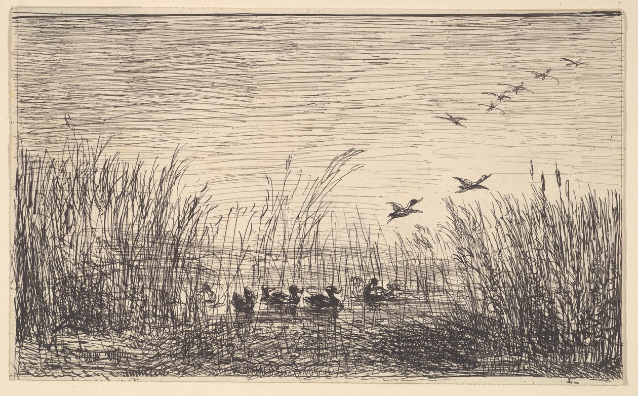 Bataklıklarda Ördekler, [1862], 1921
