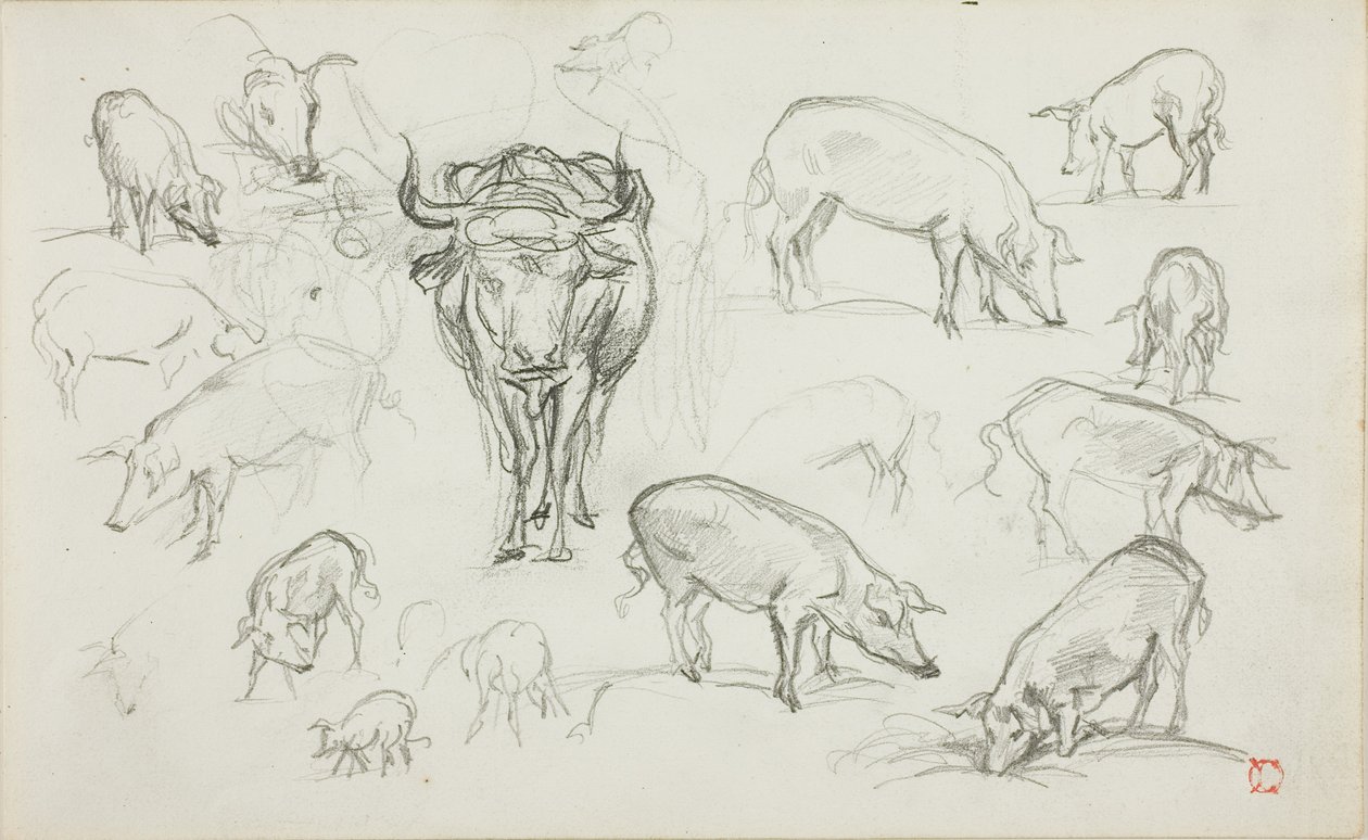 Domuz ve Öküz Çizimleri by Charles Francois Daubigny
