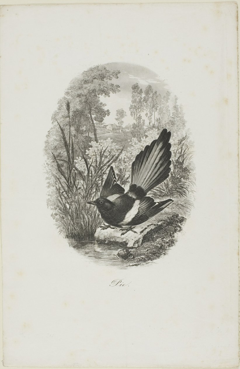 Saksağan by Charles Francois Daubigny