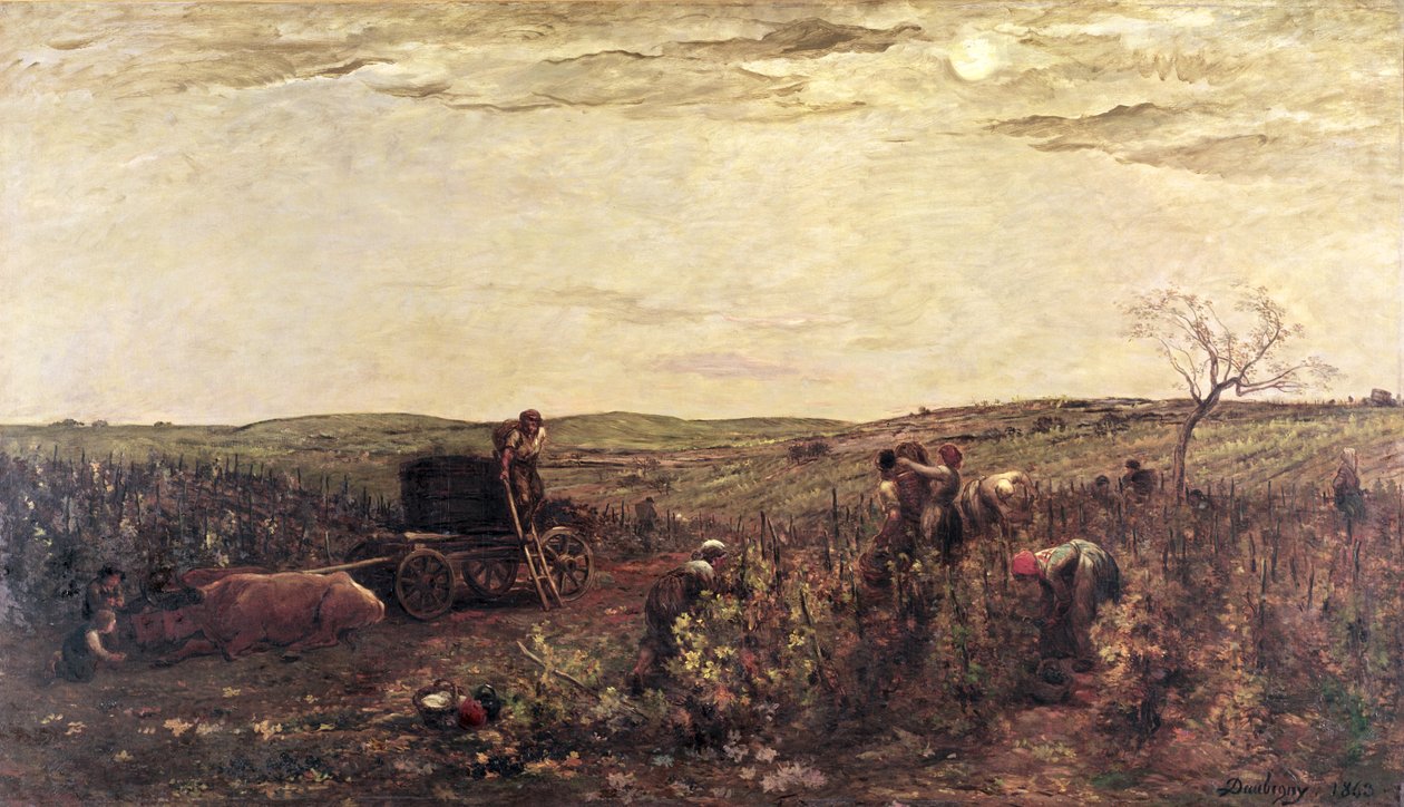 Burgonya