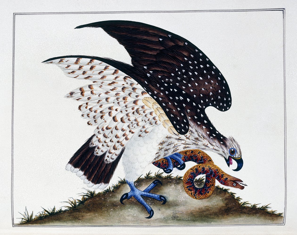 Yılanlı yırtıcı kuş, 1808-21 by Charles Hayes