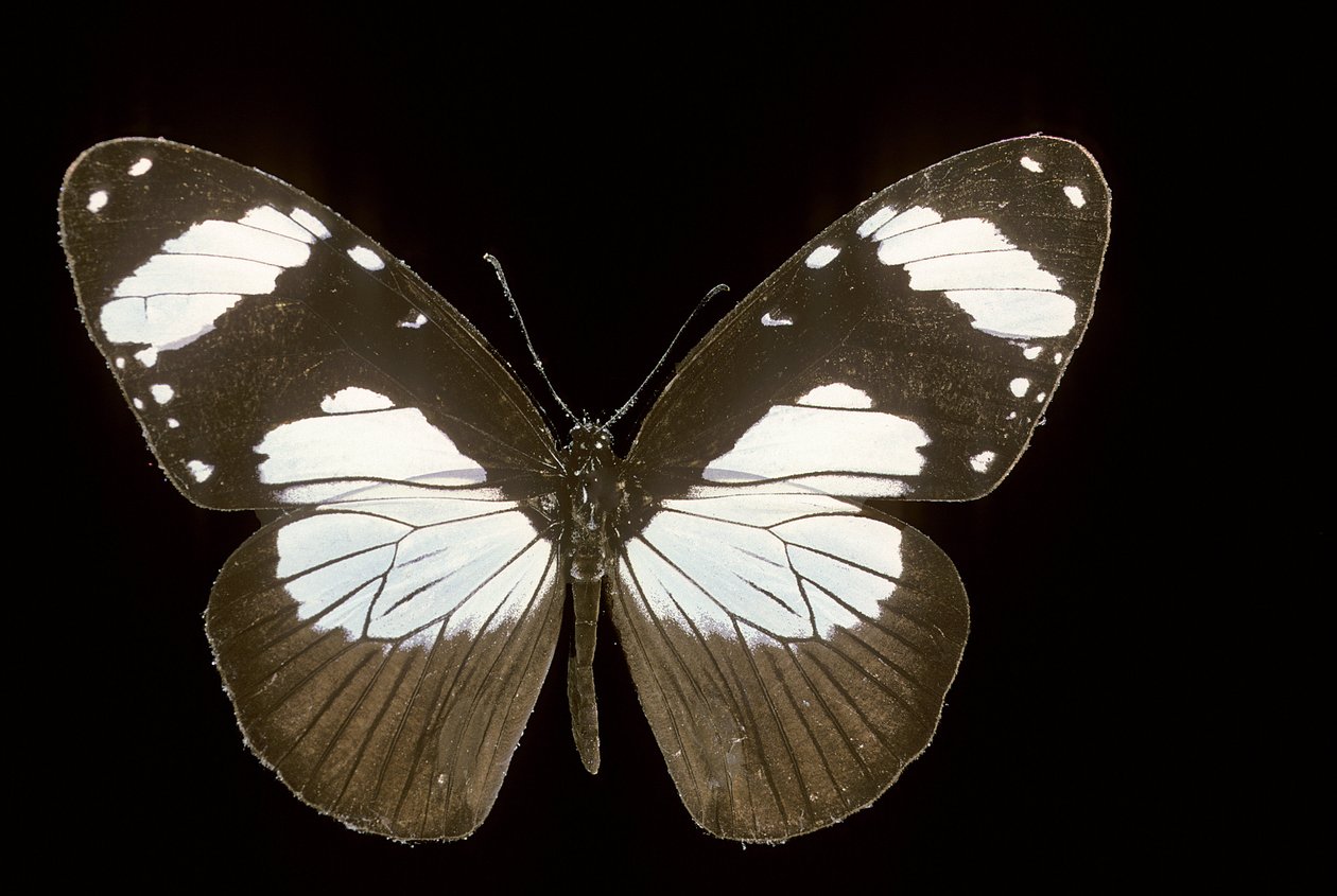 Amauris komorana by Augustus Kollner