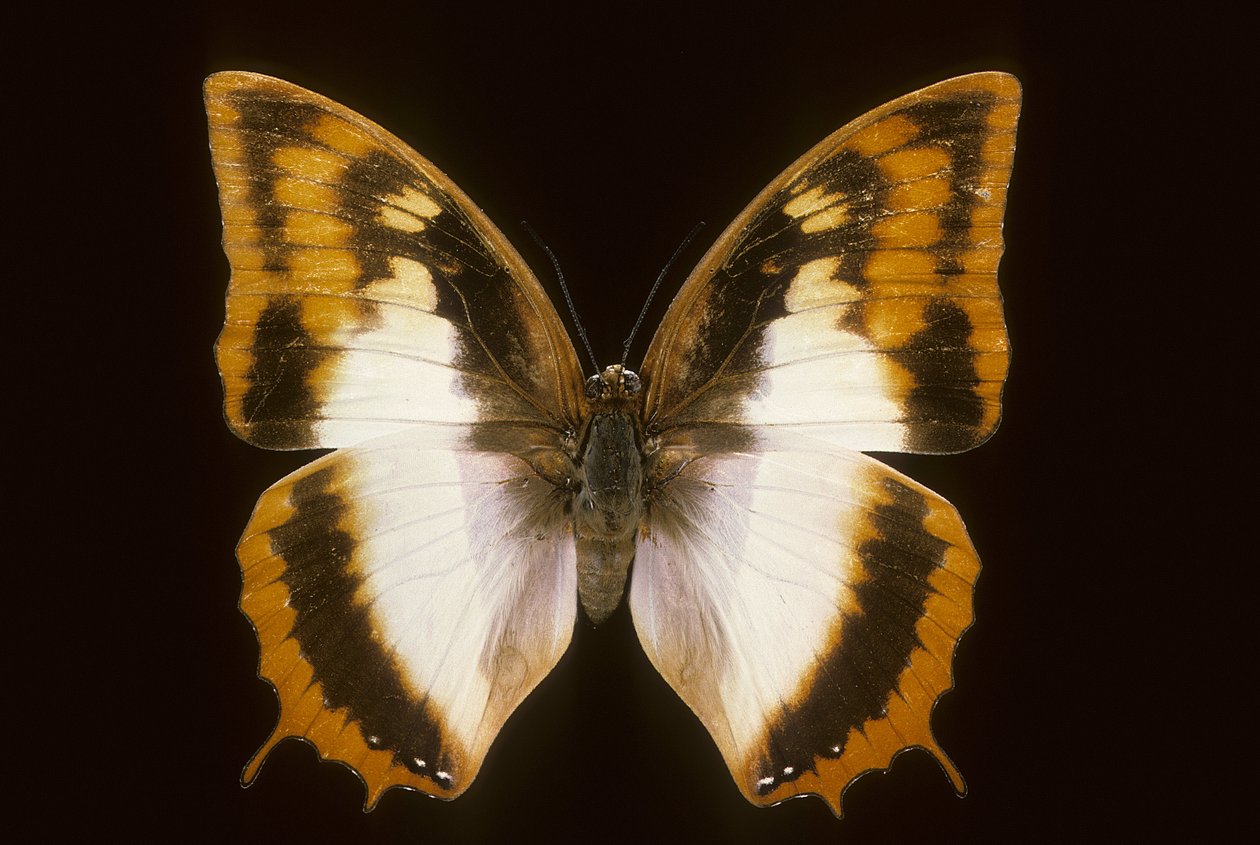 Azota protokol karakterleri by Augustus Kollner
