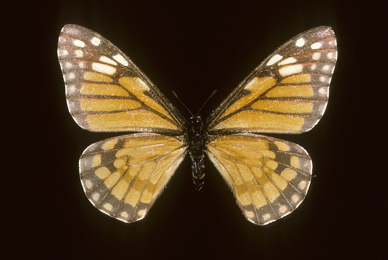 baronya brevicornis by Augustus Kollner