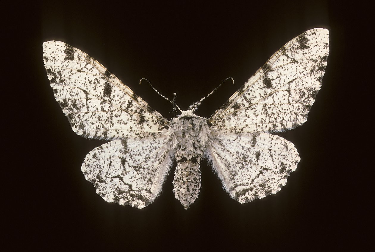 Betularia biston/Huş Phalene by Augustus Kollner