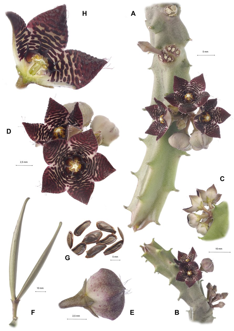 Botanik kurulu/Apteranthes joannis by Augustus Kollner