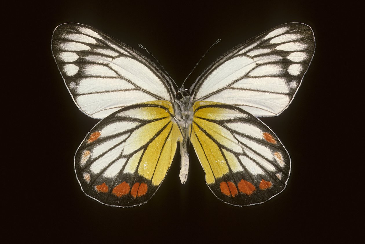 Delias hyparete/Erkek by Augustus Kollner