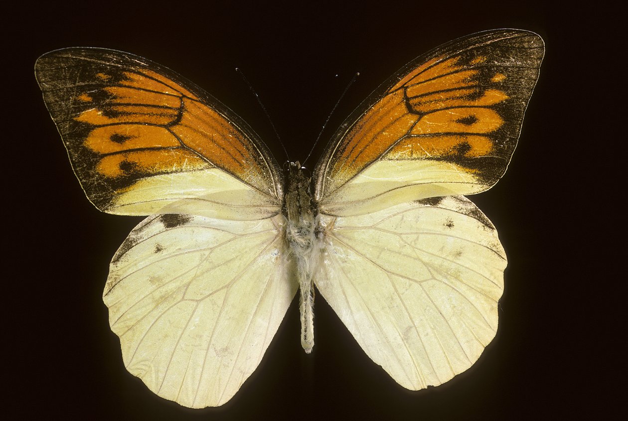 Hebomoia leukippe sülfürea by Augustus Kollner