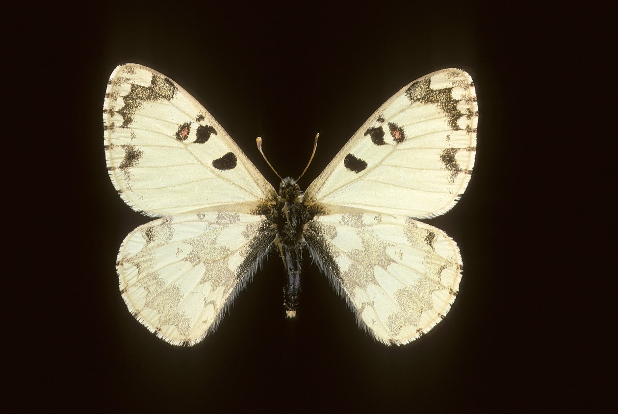 hipermnestra helios by Augustus Kollner