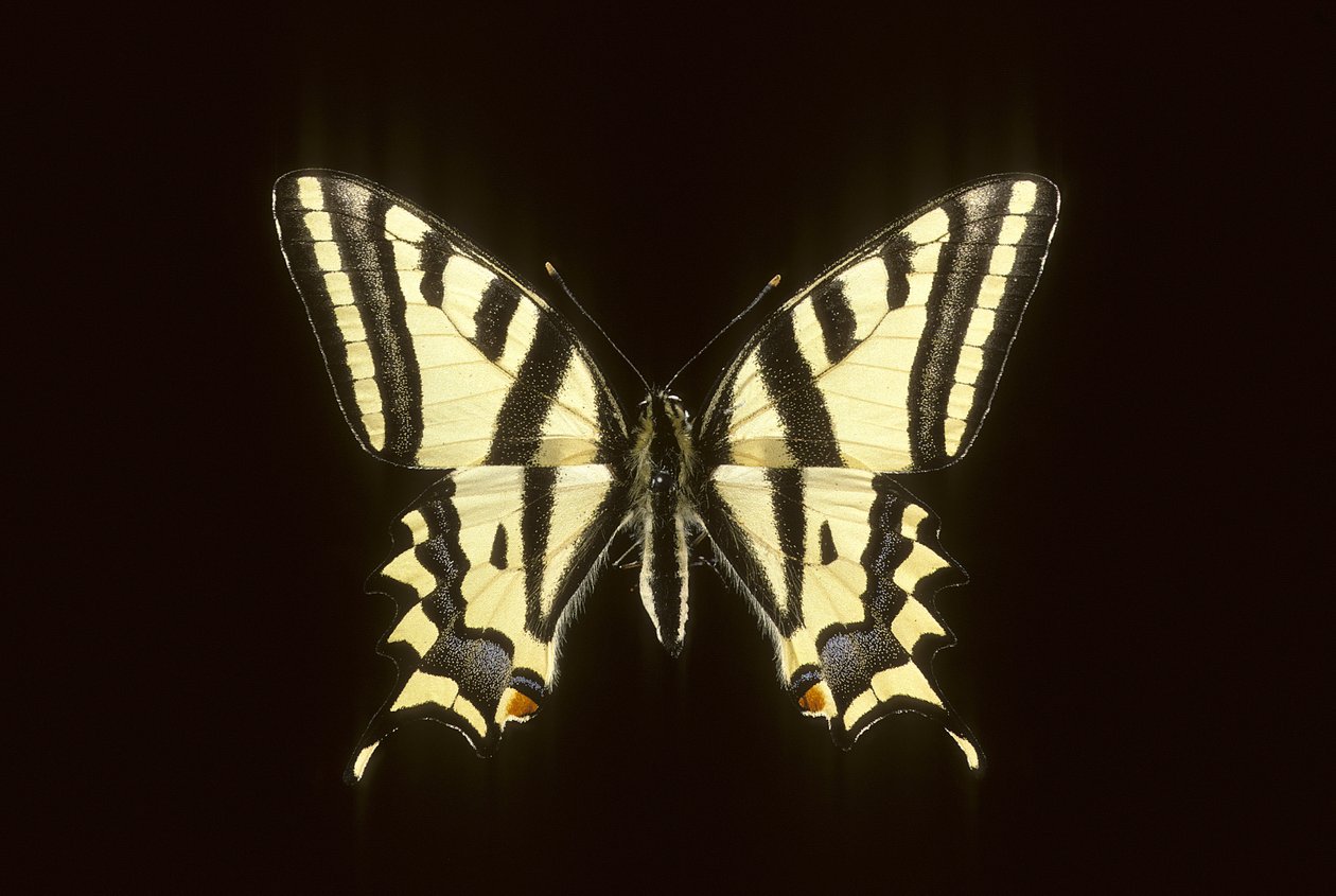 Papilio alexanor/Alexanor by Augustus Kollner