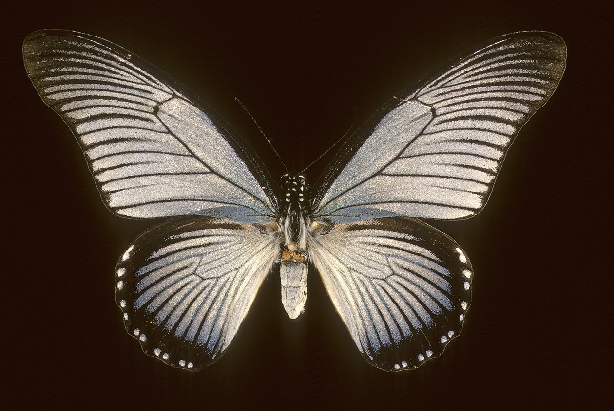 Papilio zalmoxis/Yelkenli mavisi by Augustus Kollner
