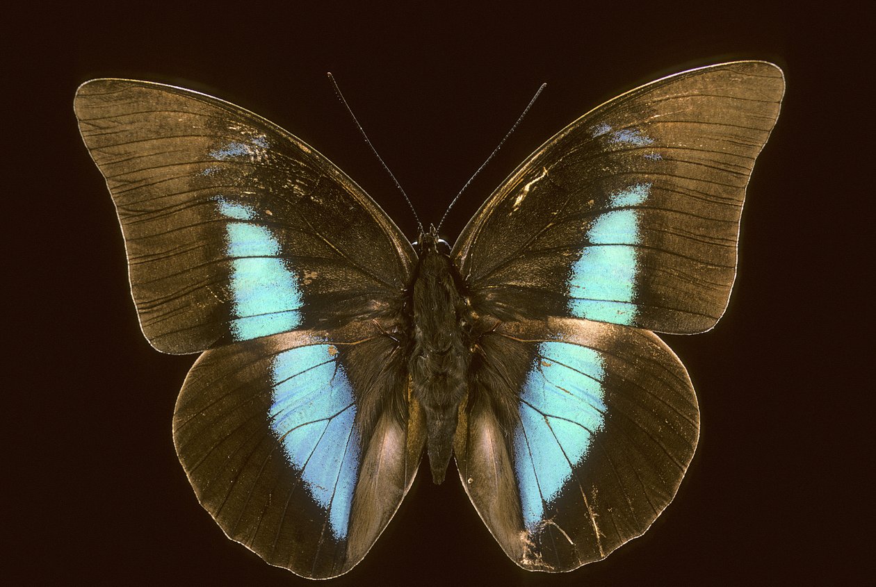 Prepona houseophora soyu tükenmiş by Augustus Kollner