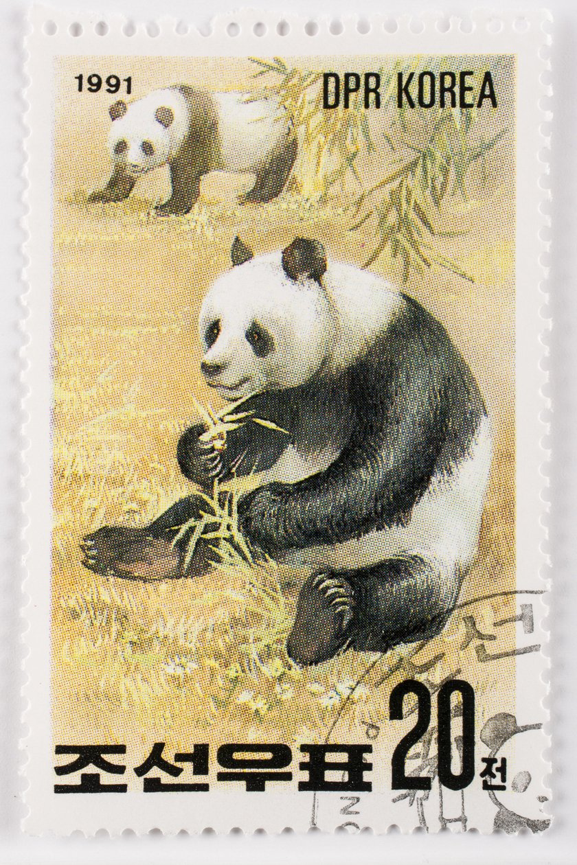 Pul/Kuzey Kore/Ailuropoda melanoleuca/Grand panda/Dev Panda by Augustus Kollner