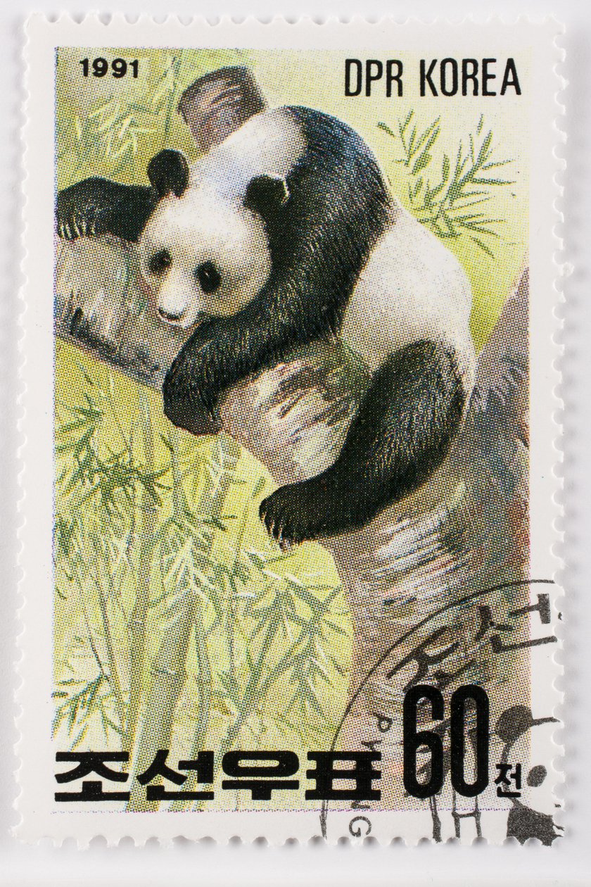 Pul/Kuzey Kore/Ailuropoda melanoleuca/Grand panda/Dev Panda by Augustus Kollner