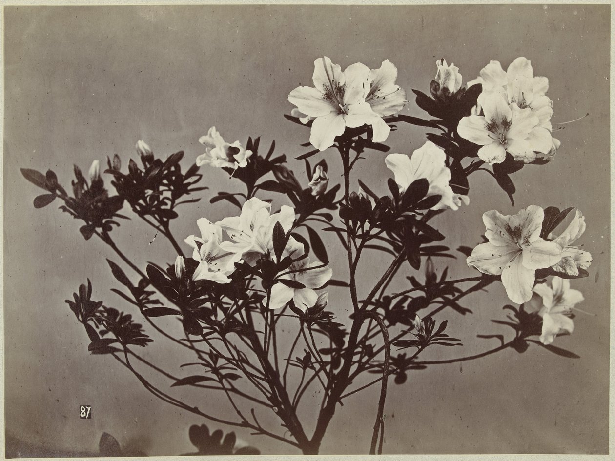 Lilyum ile çiçek natürmort by Charles Hippolyte Aubry