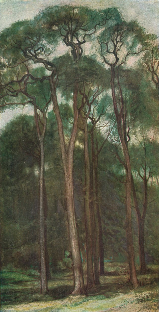 Ağaçların İncelenmesi, c1900 1903-1904 by Charles Holroyd
